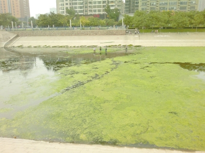 綠藻野蠻生長(zhǎng)，給東風(fēng)渠的水質(zhì)，帶來(lái)極大威脅。