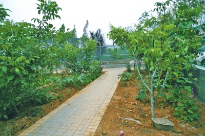 路兩邊是核桃樹(shù)，而路的盡頭救助野生鳥(niǎo)類(lèi)的籠子，鴨子和鵝占了鵲巢