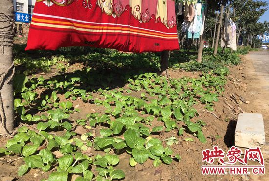 西四環(huán)中原路交叉口，大片生態(tài)廊道被毀，變成私家菜園。