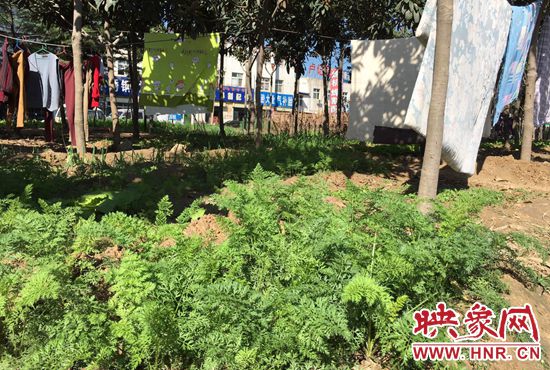 西四環(huán)中原路交叉口，大片生態(tài)廊道被毀，變成私家菜園。