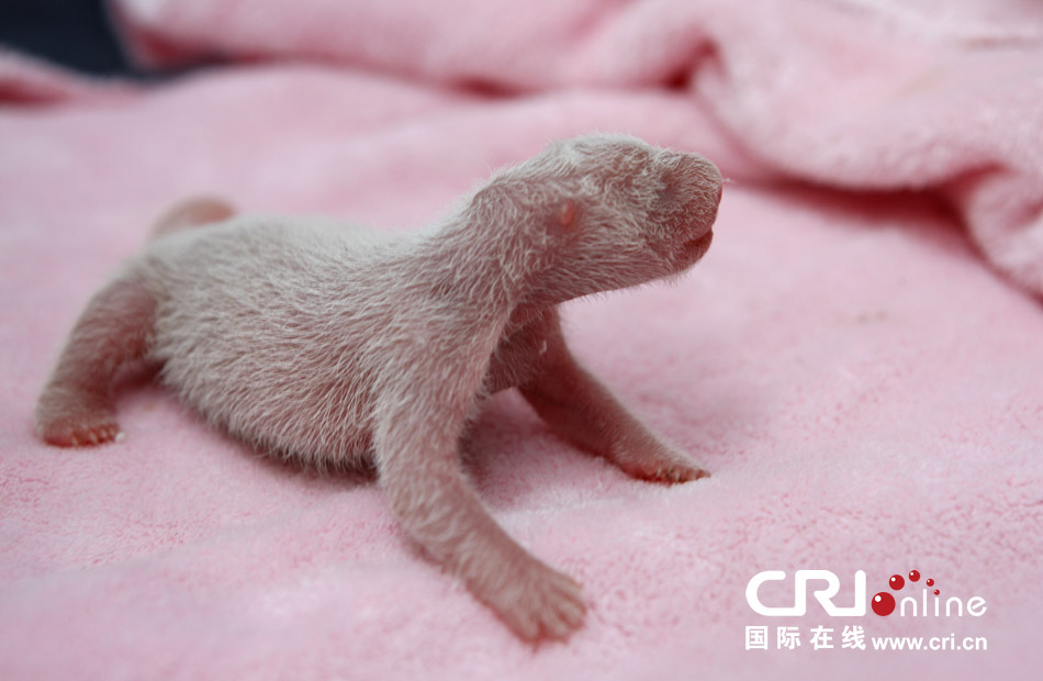2013年7月11日，成都大熊貓繁育研究基地月亮產(chǎn)房，新生大熊貓寶寶在育嬰箱里憨態(tài)可掬。
