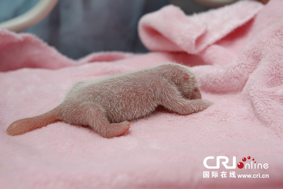 2013年7月11日，成都大熊貓繁育研究基地月亮產(chǎn)房，新生大熊貓寶寶在育嬰箱里憨態(tài)可掬。