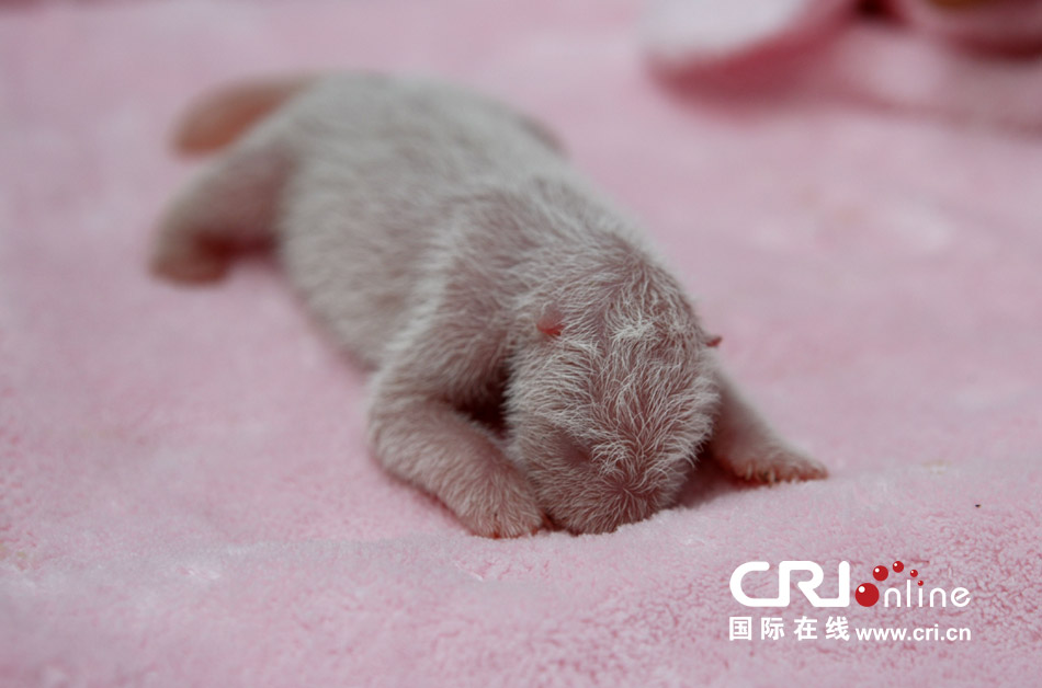 2013年7月11日，成都大熊貓繁育研究基地月亮產(chǎn)房，新生大熊貓寶寶在育嬰箱里憨態(tài)可掬。