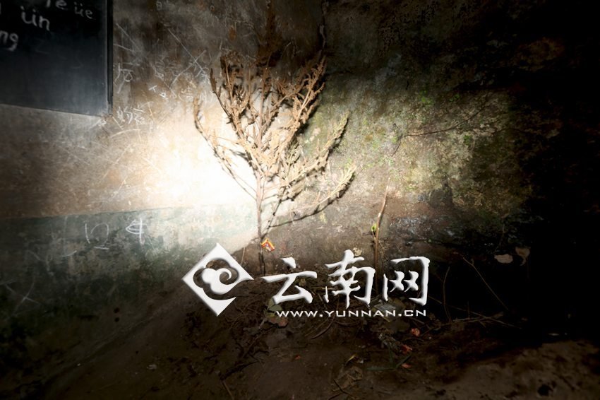 　教室里沒有燈，光線太暗，村民便種下了野蘇麻，希望教室有綠色，讓孩子們看到“希望”。 徐弘毅 攝