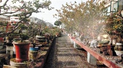劉光嘉出示博物館內(nèi)部圖片中，擺放著各種盆景。