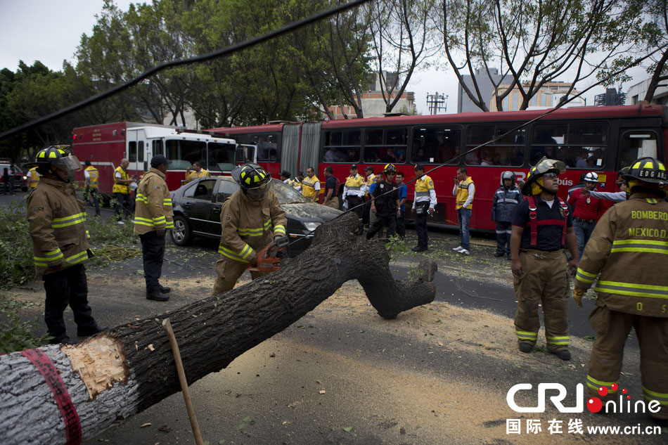 　當?shù)貢r間2014年5月8日，墨西哥墨西哥城，消防人員正在切割一棵倒下的樹?！? width=