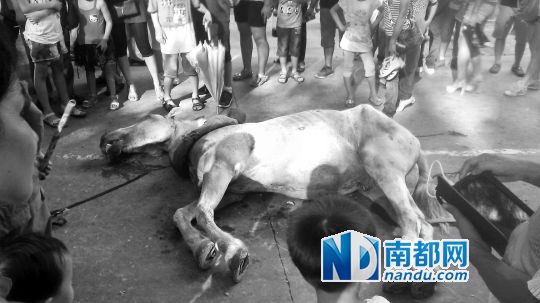 死馬拉的車。 游客圍觀死馬。游客供圖