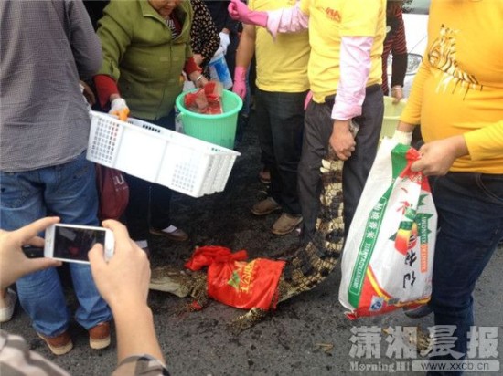 鱷魚被車主抓到。