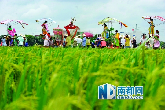 崖口村每年都在村里舉行飄色巡游活動(dòng)。