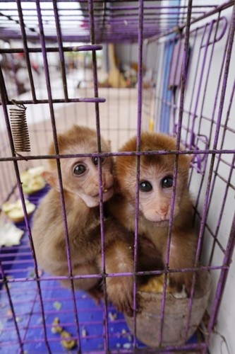 獼猴、麂子、白鷴、果子貍、豪豬、豺狗、熊、竹鼠等國(guó)家保護(hù)野生動(dòng)物或?yàn)l危物種，在此成為各路食客的盤中餐