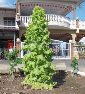 馬口親善花園居民李亞德種出“高人一等”的生菜，這棵3英尺高的生菜好像圣誕樹，令人稱奇。