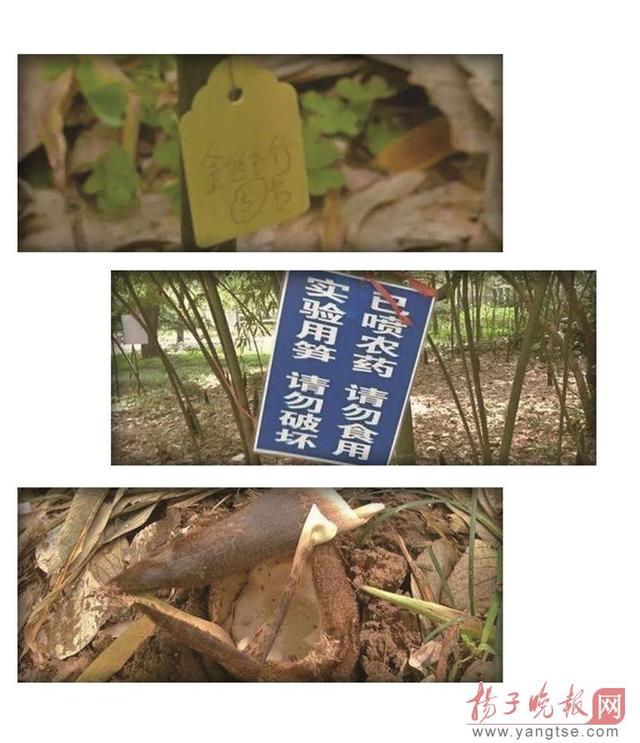 南京一高校竹筍實驗多年未完 因竹筍年年被偷挖 南京一高校竹筍實驗多年未完 因竹筍年年被偷挖