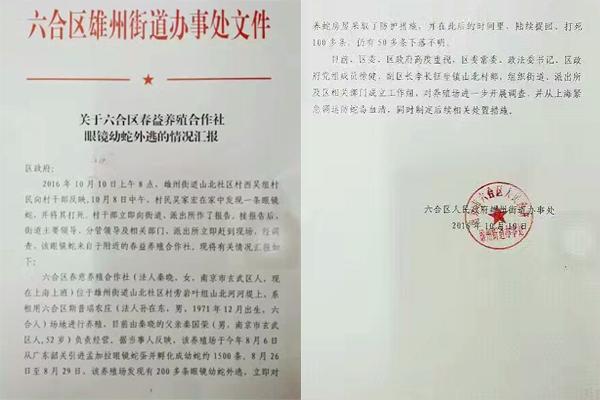 交匯點(diǎn)10月10日消息， 10日晚上，一則消息在南京人的朋友圈和微信群里瘋傳，網(wǎng)傳消息稱：六合雄州街道山北村一個(gè)農(nóng)莊私自養(yǎng)眼鏡蛇，幾天前突然跑出來了，估計(jì)二三百條。交匯點(diǎn)記者向六合區(qū)委宣傳部相關(guān)人士求證，證實(shí)了此事確實(shí)發(fā)生。