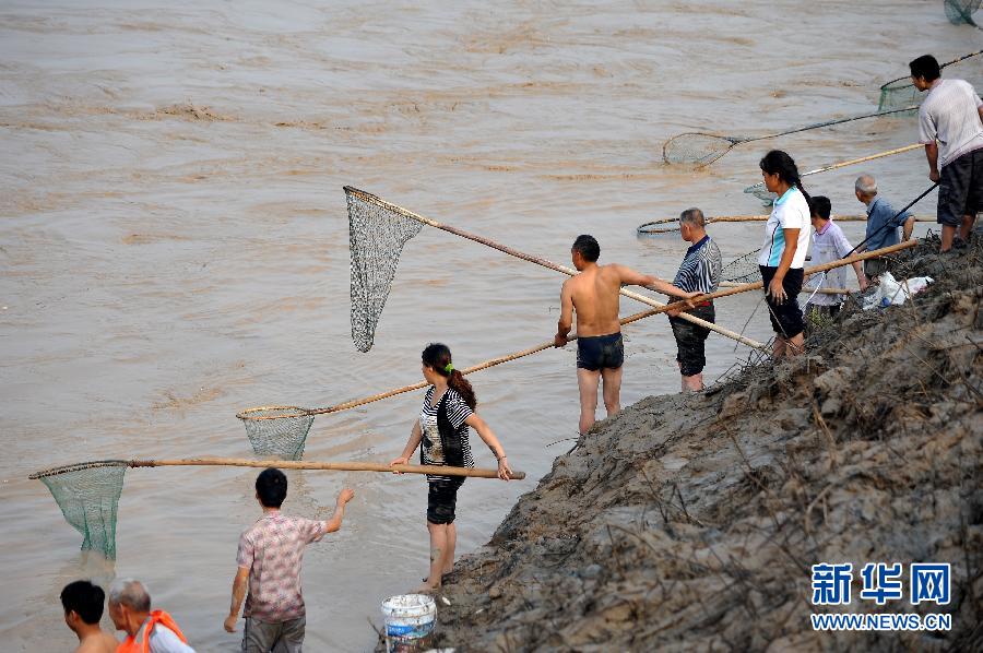 7月6日,在山西省平陸縣黃河岸邊,人們在河邊捕撈黃河“流魚”。