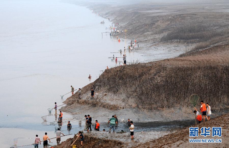  7月6日,在山西省平陸縣黃河岸邊,人們在捕撈黃河“流魚”。