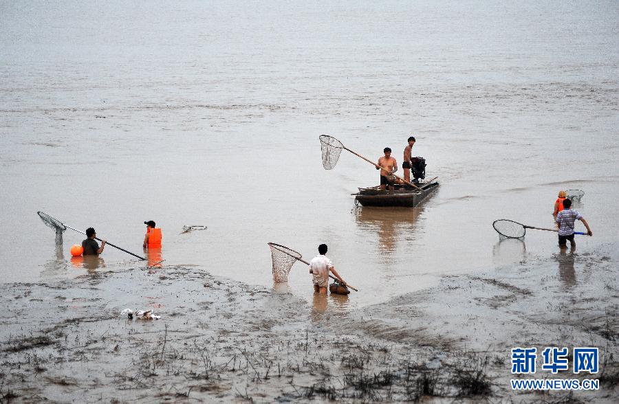 7月6日,在山西省平陸縣黃河河道內(nèi),人們在捕撈黃河“流魚”。