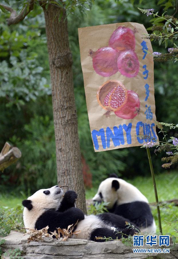 8月23日,大熊貓“寶寶”在美國華盛頓的國家動(dòng)物園參加“抓周”儀式。