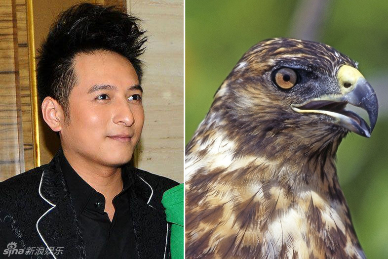 不小心就撞臉了！盤點動物界的明星相