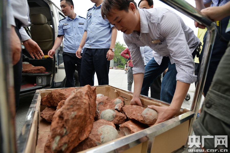 2015年4月19日，廣東河源，道路改造施工現(xiàn)場，挖出一大窩恐龍蛋化石。