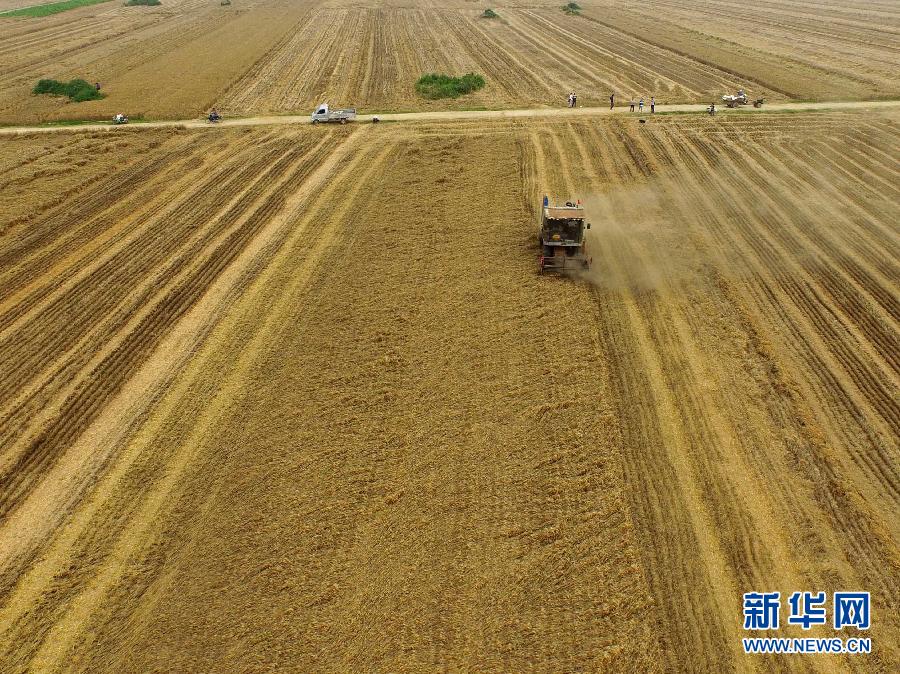這是5月28日在河南省南陽市唐河縣甘河灣村航拍的麥收現(xiàn)場。
