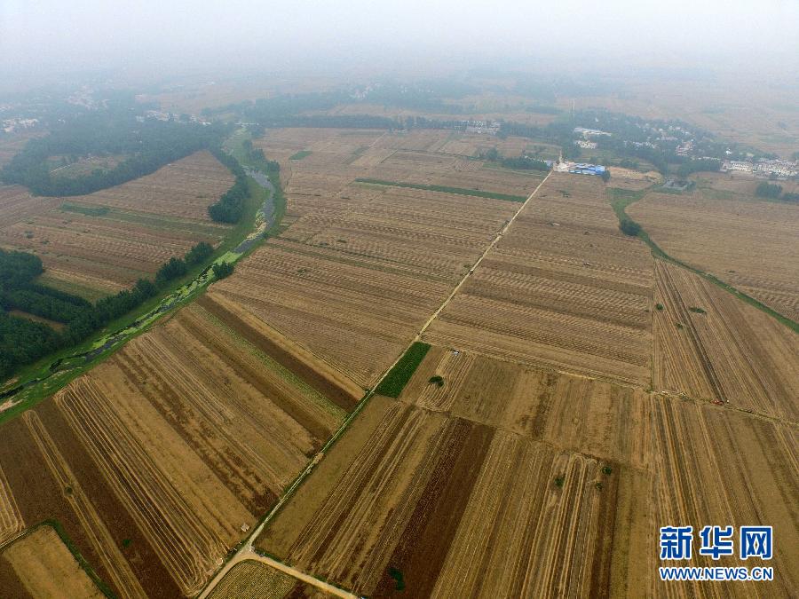 這是5月28日在河南省南陽市唐河縣甘河灣村航拍的麥收現(xiàn)場。