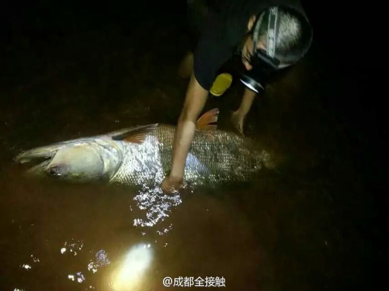 圖為父子倆發(fā)現(xiàn)大魚(yú)。