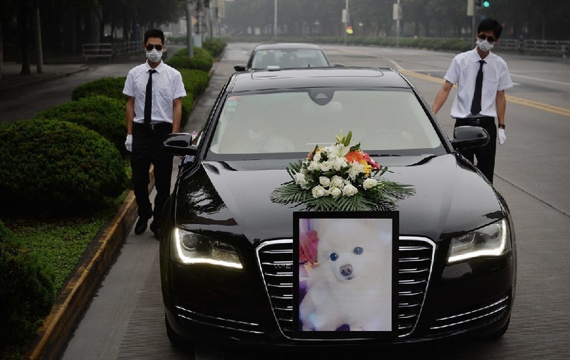 著寵物狗靈柩的車隊緩緩開往悼念室。