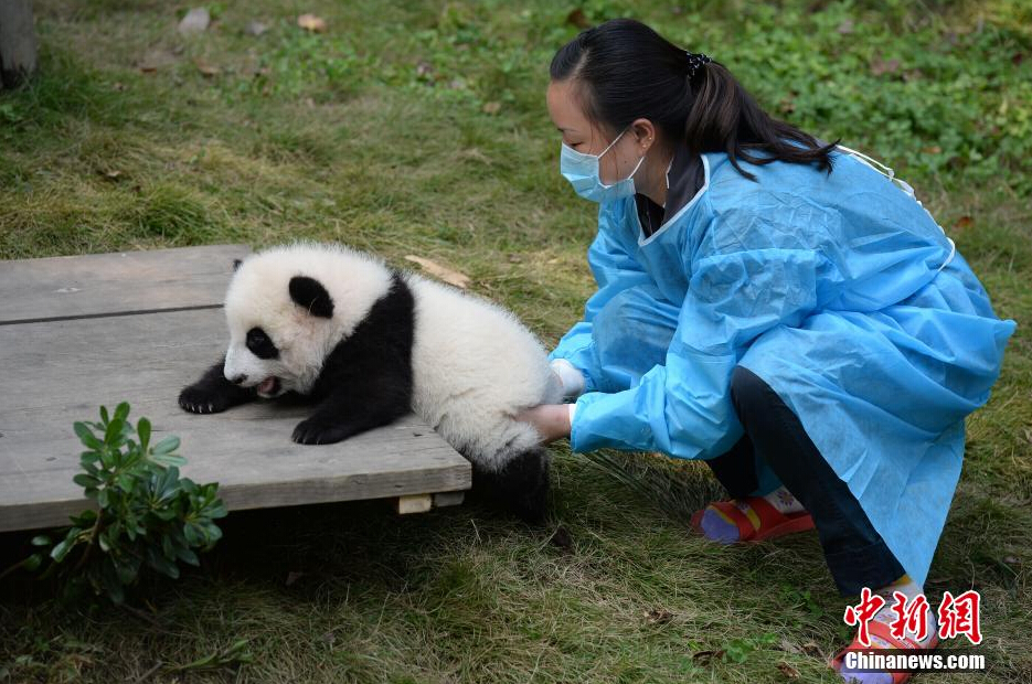 一名飼養(yǎng)員正幫助一只小大熊貓練習(xí)攀爬。