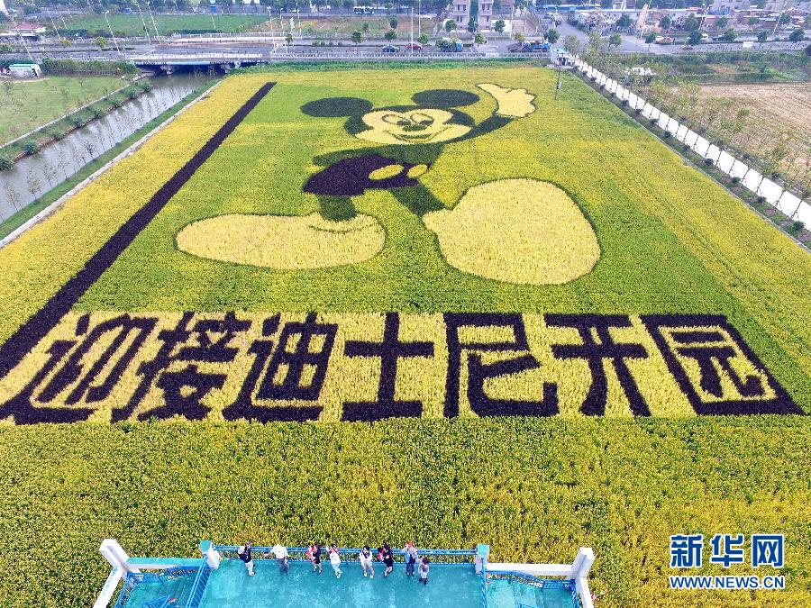 10月25日，游客在觀景臺(tái)上觀賞“米老鼠”稻田畫。