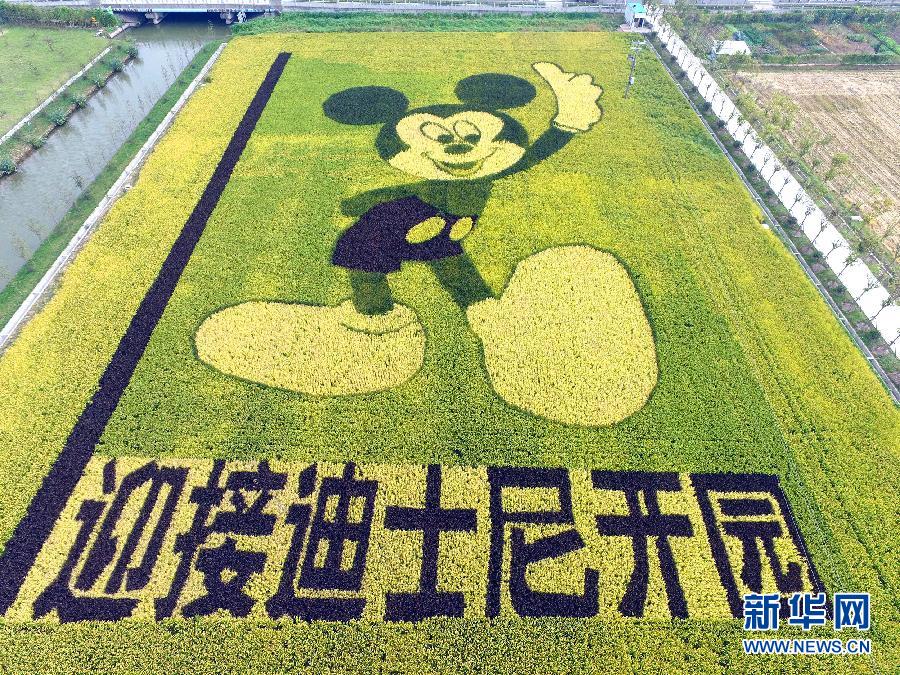 10月25日，游客在觀景臺(tái)上觀賞“米老鼠”稻田畫。