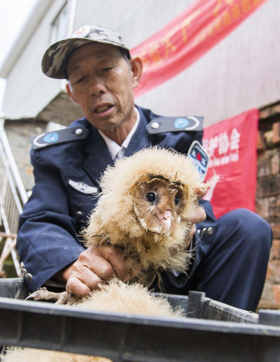 這5只雛鳥長得既像貓頭鷹，又像老鷹，危億玲和她丈夫便上網(wǎng)查詢，也沒查出來到底是什么動物。因?yàn)閾?dān)心這些雛鳥是保護(hù)動物，放在自己家里會養(yǎng)不好，危億玲便聯(lián)系上了都昌縣林業(yè)局野生動植物保護(hù)管理站。