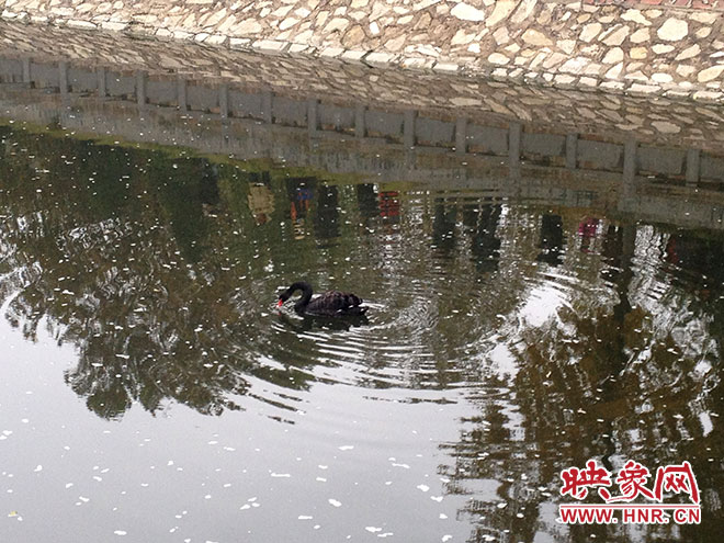受傷的黑天鵝迫降鄭州金水河。