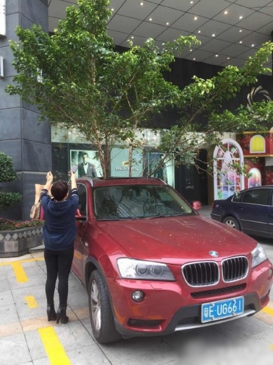 一輛停在停車位上的寶馬轎車，被墜落的樹枝砸中，樹枝徑直插入車內，現場引發(fā)不少市民圍觀拍照。