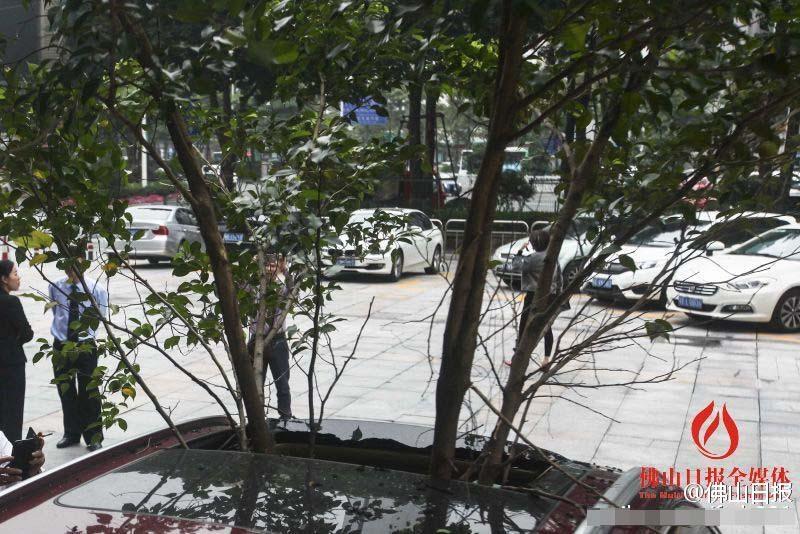一輛停在停車位上的寶馬轎車，被墜落的樹枝砸中，樹枝徑直插入車內，現場引發(fā)不少市民圍觀拍照。