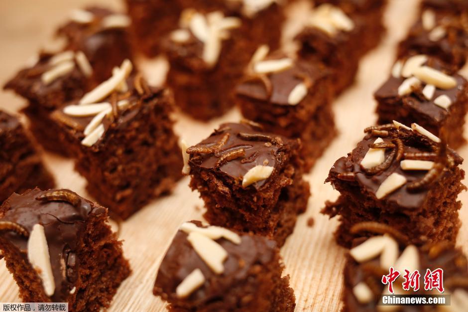 奧地利美女發(fā)明昆蟲飼養(yǎng)皿 奧地利美女發(fā)明昆蟲飼養(yǎng)皿