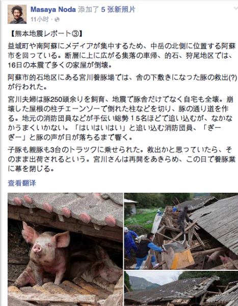 熊本地震后現(xiàn)“豬堅強(qiáng)” 救出后被送屠宰場