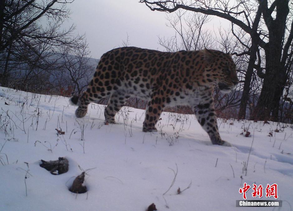 黑龍江老爺嶺保護(hù)區(qū)多次拍到野生東北虎、豹影像
