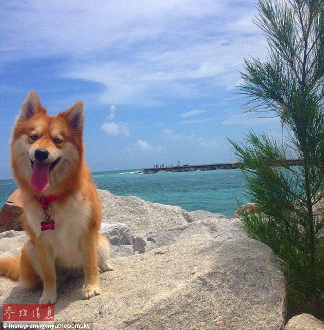 狐貍還是狗？藍(lán)眼睛萌寵走紅網(wǎng)絡(luò)