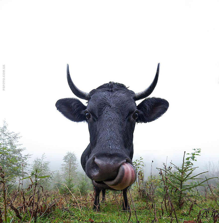 它們都是表情帝！一組不可思議的動物肖像