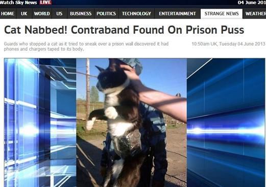 資料圖：2013年，俄羅斯獄警也曾抓獲身負(fù)手機(jī)和充電寶的貓，它本想混進(jìn)俄羅斯科密地區(qū)一座監(jiān)獄
