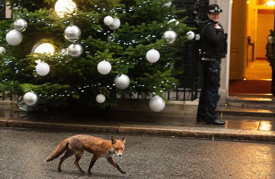 卡梅倫前往唐寧街參加活動 被一只狐貍 卡梅倫前往唐寧街參加活動 被一只狐貍