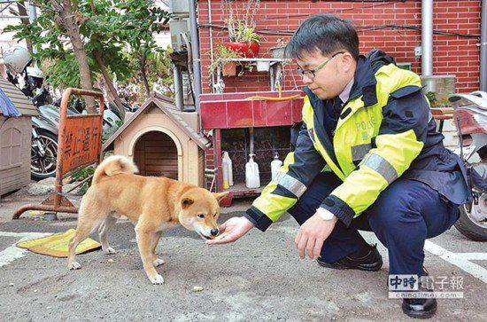 圖中這只柴犬生性好動，逢人就搖起臀部及尾巴