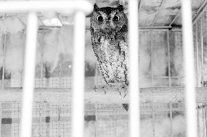 萌萌的貓頭鷹是飼養(yǎng)的熱門 現(xiàn)代快報(bào)記者 李雨澤/攝  萌萌的貓頭鷹是飼養(yǎng)的熱門 現(xiàn)代快報(bào)記者 李雨澤/攝