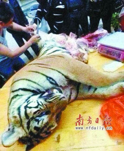 　殺虎現(xiàn)場(chǎng)。由匿名受訪人提供