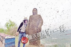 蜂衣制成重90多斤 蜂衣制成重90多斤