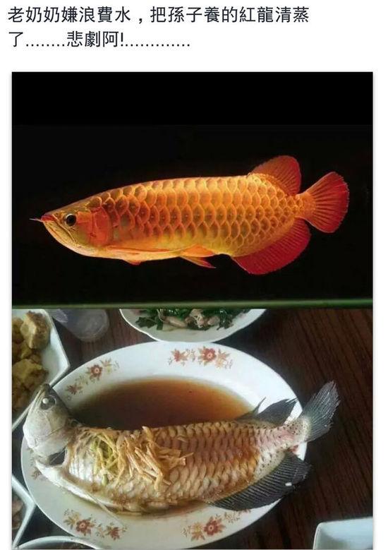 老奶奶嫌浪費水,把孫子養(yǎng)的紅龍清蒸了。圖片取自臺媒