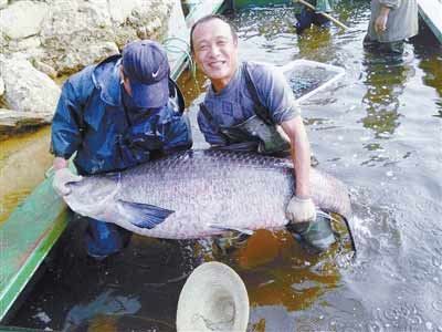 河南水庫捕到147斤重大青魚，長1.76米。
