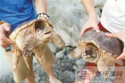 楊先生買來的鱷龜有很強的攻擊性。見習(xí)記者 雷鍵 攝