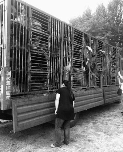 媒體揭偷狗販狗利益鏈:長(zhǎng)途運(yùn)輸?shù)焦啡怵^ 媒體揭偷狗販狗利益鏈:長(zhǎng)途運(yùn)輸?shù)焦啡怵^