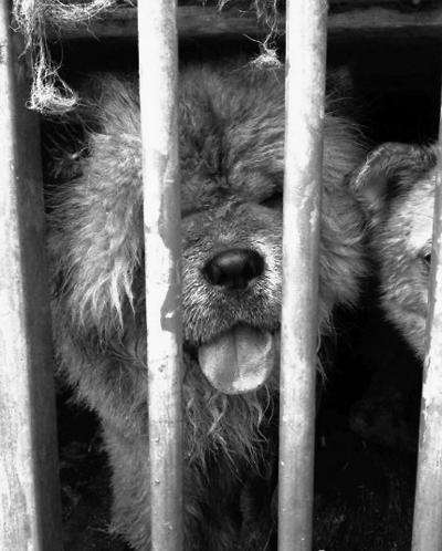 媒體揭偷狗販狗利益鏈:長(zhǎng)途運(yùn)輸?shù)焦啡怵^ 媒體揭偷狗販狗利益鏈:長(zhǎng)途運(yùn)輸?shù)焦啡怵^